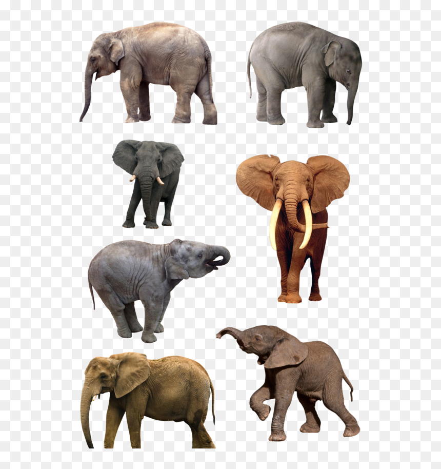 Natural History Museum Of Los Angeles County, HD Png Download - elephant png