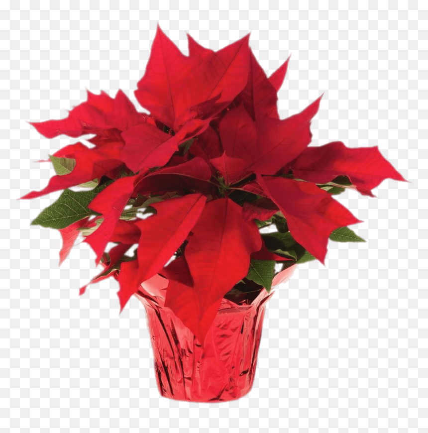 Poinsettias Png, Transparent Png - pot leaf transparent png