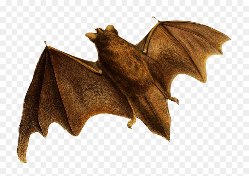 Little Brown Myotis, HD Png Download - bat.png