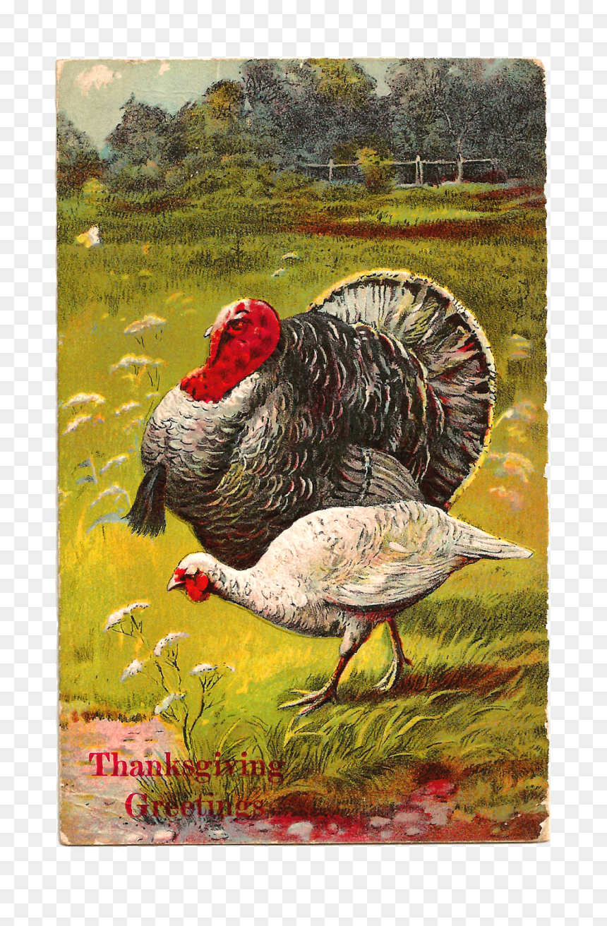 Turkey, HD Png Download - thanksgiving .png