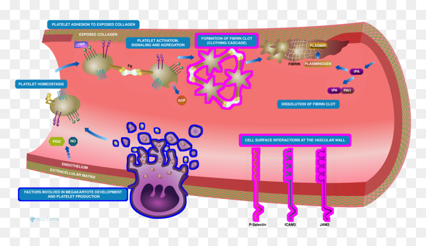 Figure - Representing Hemostasis, HD Png Download - skull .png
