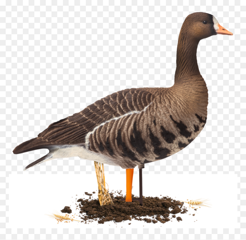 Transparent Paint Speckles Png - Turkey, Png Download - speckles png