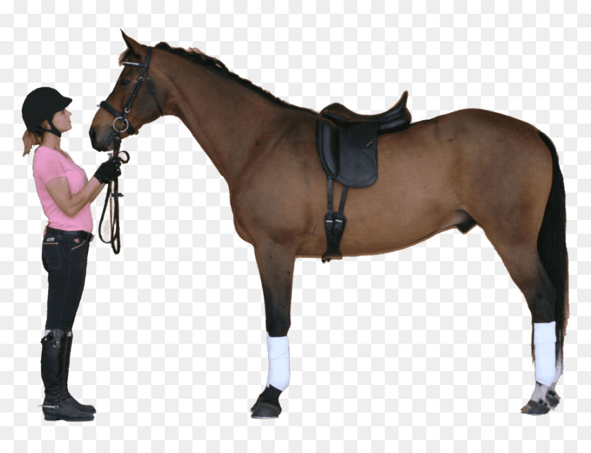 Perfect440 - Dressage Saddles On Horses, HD Png Download - saddle png