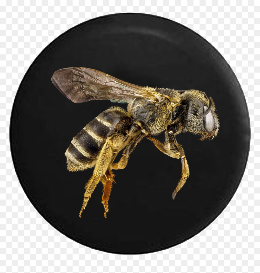 Bee Hornet Wasp Yellow Jacket - Bees, HD Png Download - wasp png