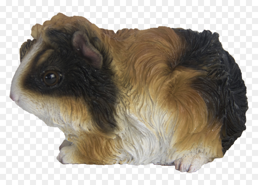 Guinea Pig Ass - Guinea Pig, HD Png Download - guinea pig png