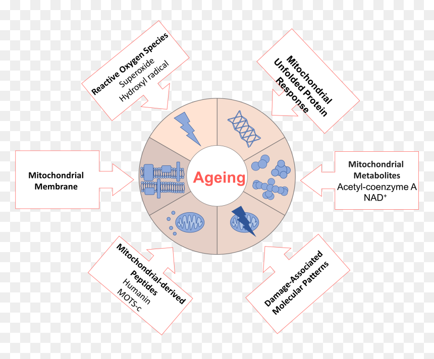 File - Ageingdw001 - Theory Of Aging Mechanism, HD Png Download - damage png