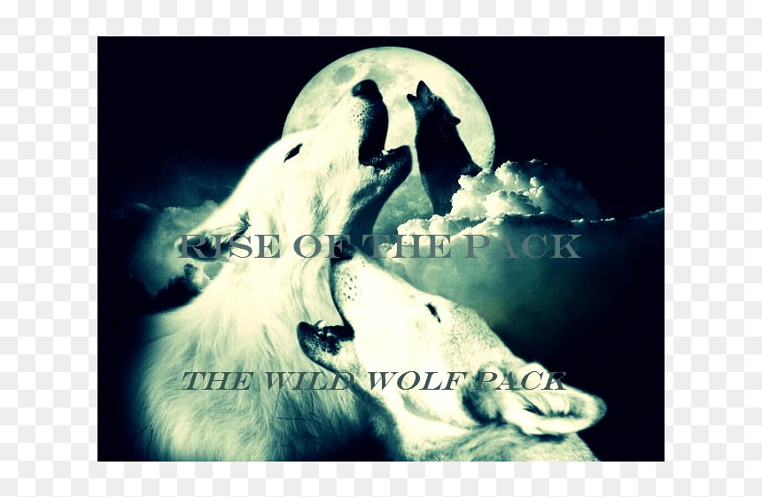 Wild Wolf Pack Radio - Polar Bear, HD Png Download - wolf pack png