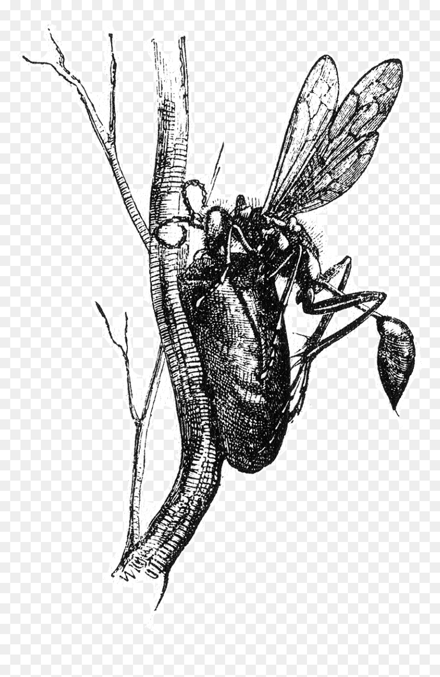 Naturalist On The River Amazons Figure 17 - Naturalis Historia Pliny The Elder Insects, HD Png Download - wasp png