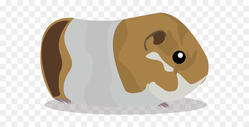 Guinea Pig, HD Png Download - guinea pig png
