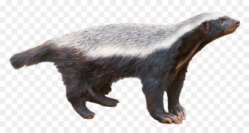 Honey Badger Png Transparent Image - Honey Badger Png, Png Download - hog png