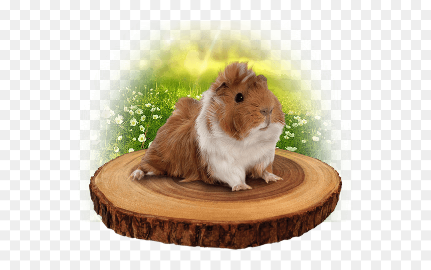Troncos De Madera, HD Png Download - guinea pig png