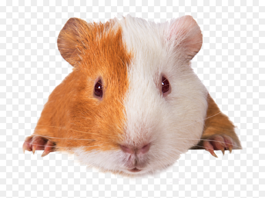 Guinea Pigs Vitamin C, HD Png Download - guinea pig png