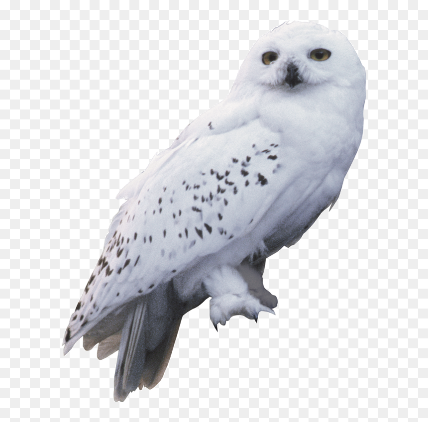 Harry Potter And The Chamber Of Secrets Owl Hedwig - Hedwig Owl, HD Png Download - hagrid png