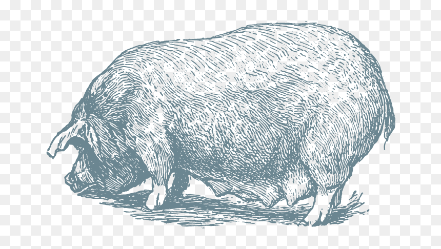 Hog-8x10 - Domestic Pig, HD Png Download - hog png