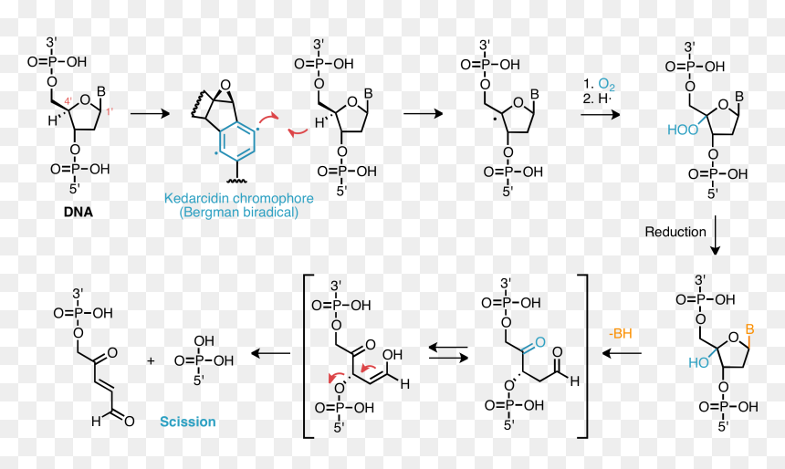 Dna Damage Mechanism - Mechanism Of Dna Damage, HD Png Download - damage png
