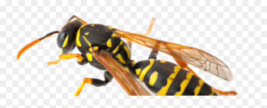 Hornet, HD Png Download - wasp png