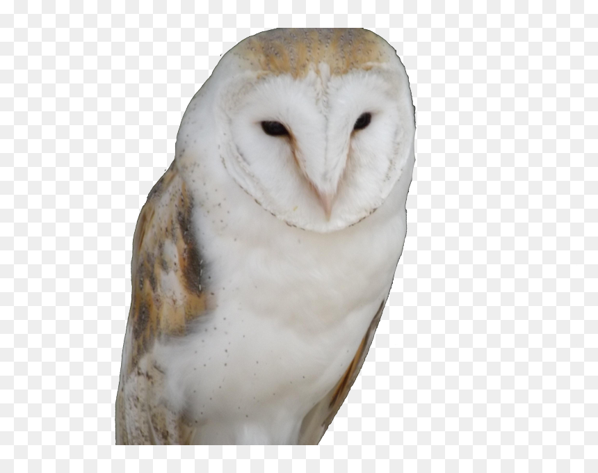 Owl Trademark Attorney Florida - Lawyer, HD Png Download - hooters logo png