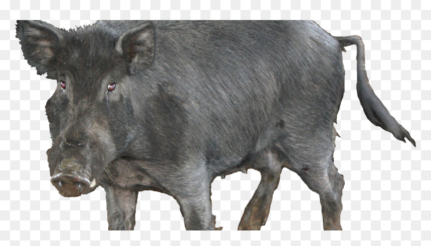 Feral Pig Transparent, HD Png Download - hog png