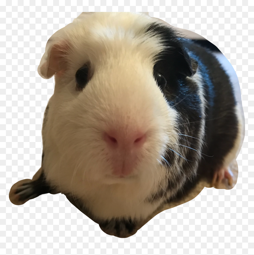 #poppy #guineapig #guinea #pig #iloveguineapigs #guineapiglover - Guinea Pig, HD Png Download - guinea pig png