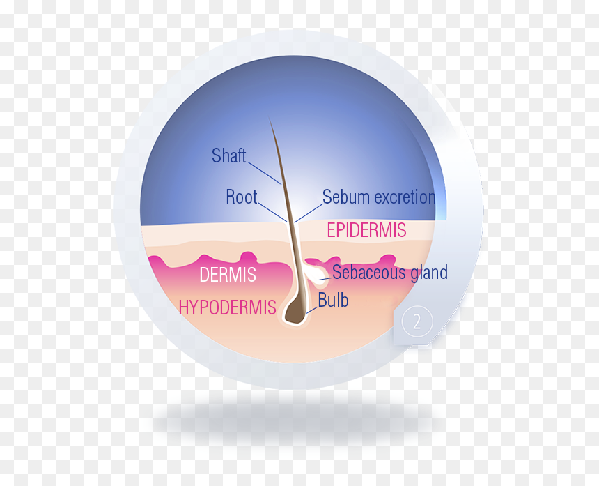 The Regression Or Catagen Phase - Circle, HD Png Download - cross hairs png