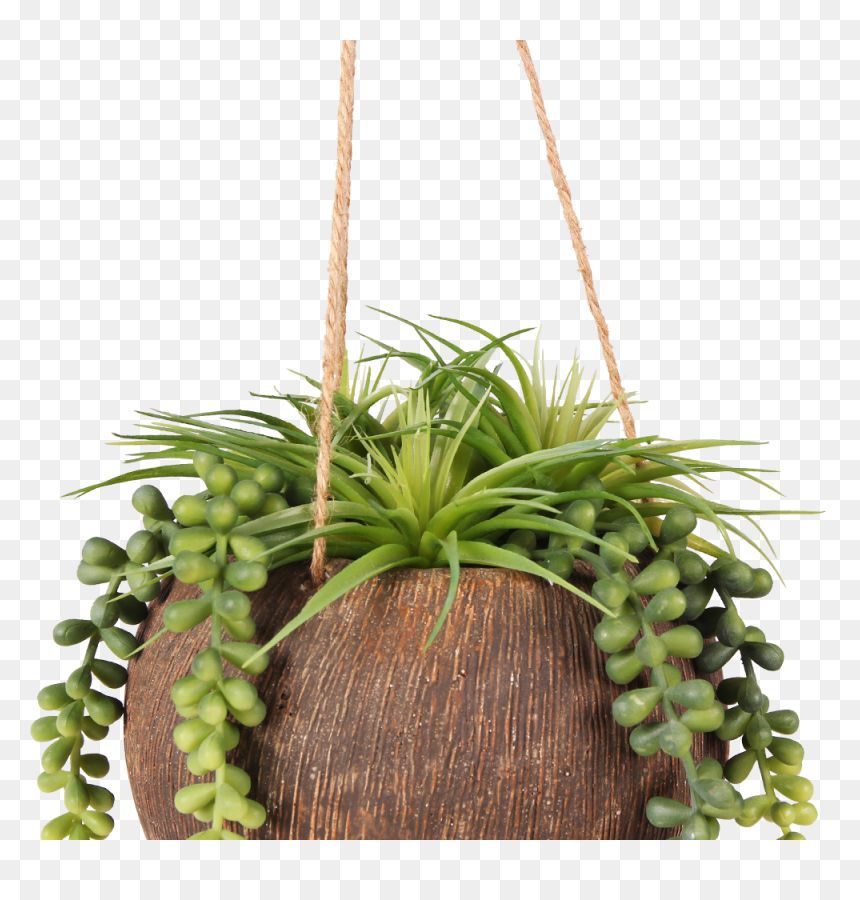 Pl54 - Floral Design, HD Png Download - hanging plants png