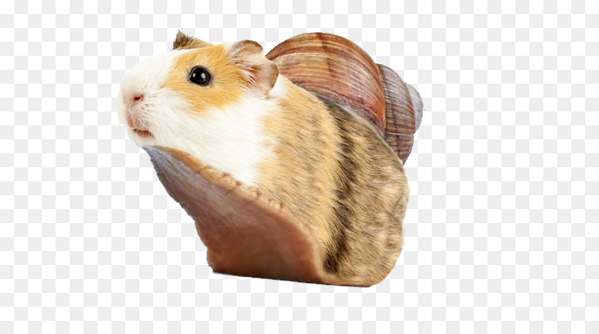 Guinea Pig And Snail, HD Png Download - guinea pig png