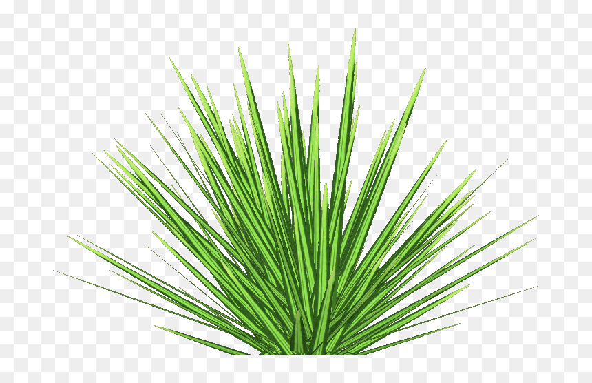 Phormium Tenax - Agave, HD Png Download - lawn png