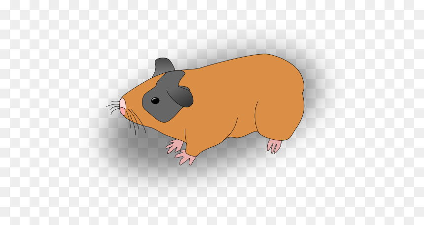 Guinea Pig, HD Png Download - guinea pig png