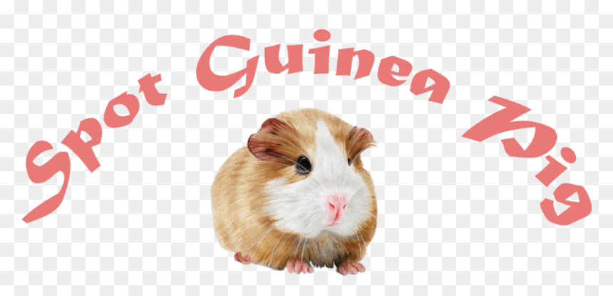 Spot Guinea Pig - Guinea Pig, HD Png Download - guinea pig png