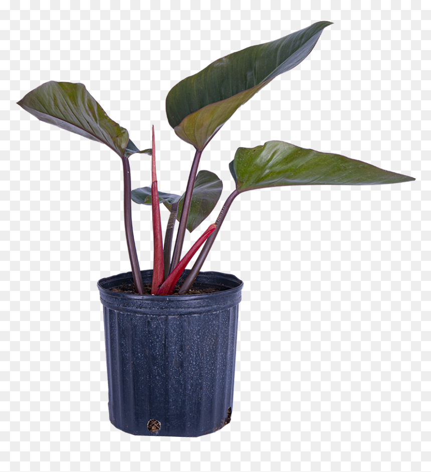 Philodendron Rojo Congo - Flowerpot, HD Png Download - hanging plants png