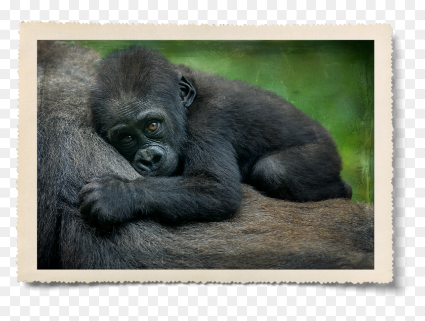 Sleeping-gorilla - Beautiful Gorilla, HD Png Download - ellen degeneres png