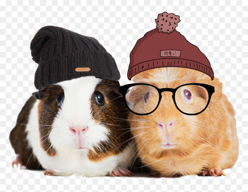 #freetoedit #guineapig #guinea #pig #beanies #hats - Guinea Pig With Beanie, HD Png Download - guinea pig png