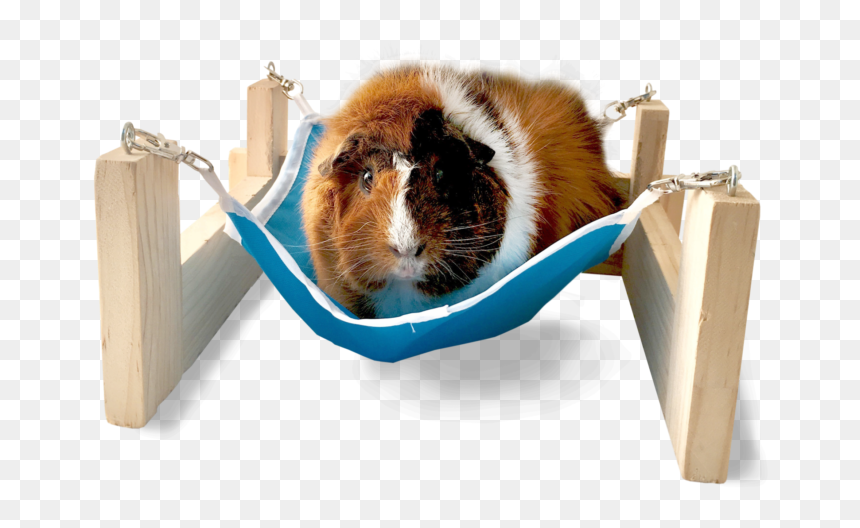 Hammock With Stand - Guinea Pig Hammock With Stand, HD Png Download - guinea pig png