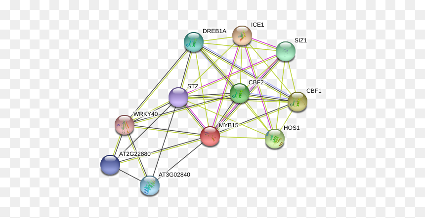Myb15 Protein - Circle, HD Png Download - bf1 png