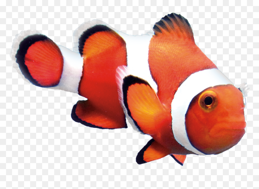 Study Finds Optimal Level Of Astaxanthin In Feed Results - Orange Clown Fish Png, Transparent Png - clownfish png