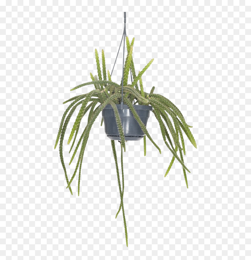 Grass, HD Png Download - hanging plants png