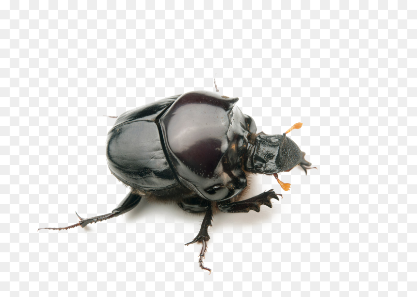 Dung Beetle Transparent Background - Rare Dung Beetle, HD Png Download - beetle png