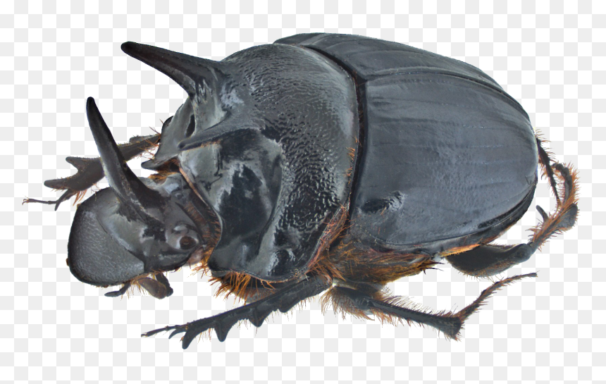 Dung Beetle Png Transparent Image - Beetle Eye, Png Download - beetle png