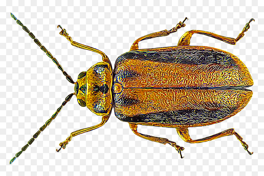 Elm Leaf Beetles - Elm Leaf Beetle, HD Png Download - beetle png