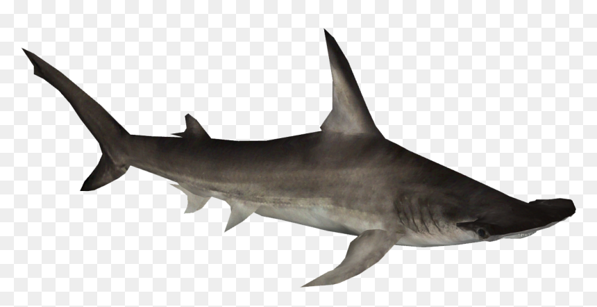 Thumb Image - Clipart Hammerhead Shark Png, Transparent Png - shark.png