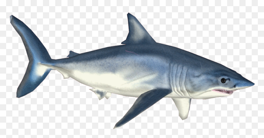 Shortfin Mako Shark , Png Download - Shortfin Mako Shark Png, Transparent Png - shark.png