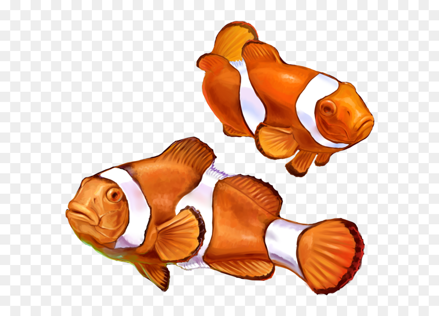 Clown Fish Png Graphic Transparent Library - Realistic Clown Fish Drawing, Png Download - clownfish png