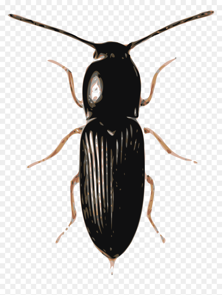 Beetles Png, Transparent Png - beetle png