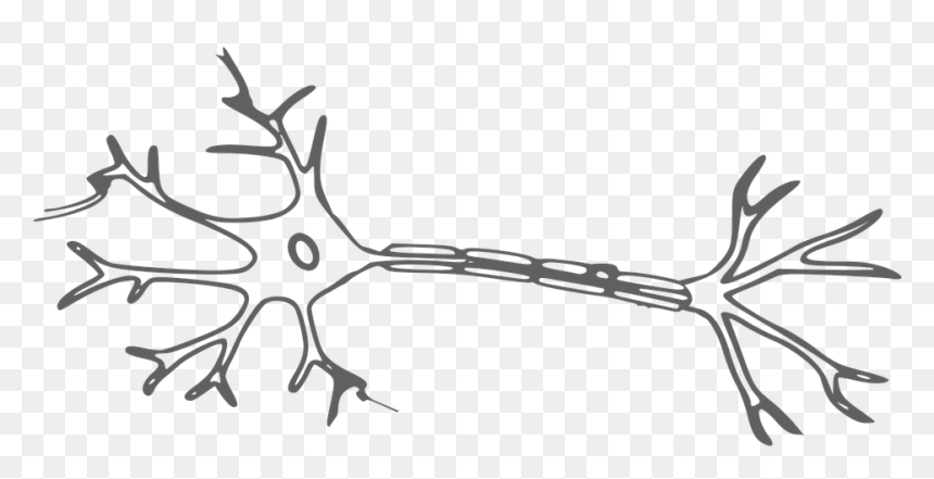 Thumb Image - Neuron Clipart, HD Png Download - neuron png