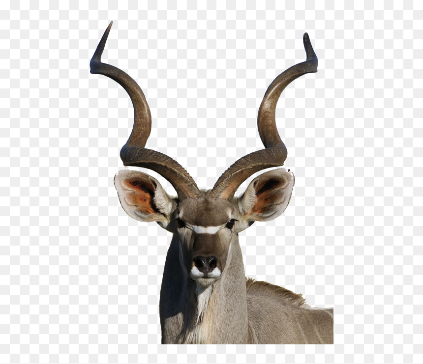 Cx - Kudu Painting, HD Png Download - shofar png