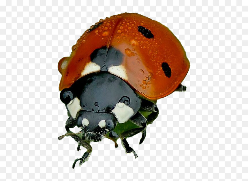 Ladybird Beetle Png Free Download - Ladybug, Transparent Png - beetle png