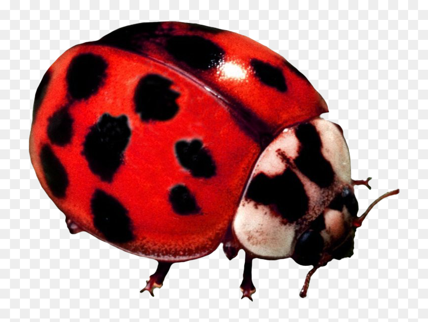 Ladybird Beetle Png Transparent Background - Ladybug, Png Download - beetle png
