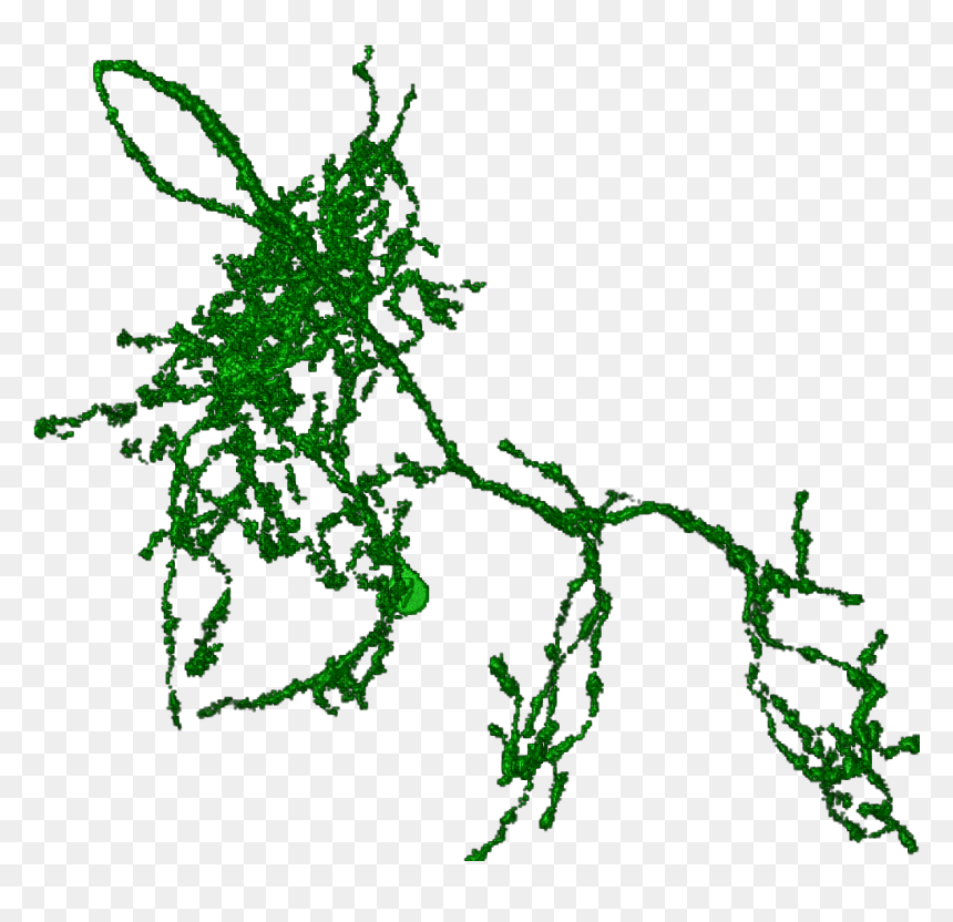 Neuron Png , Png Download - Illustration, Transparent Png - neuron png