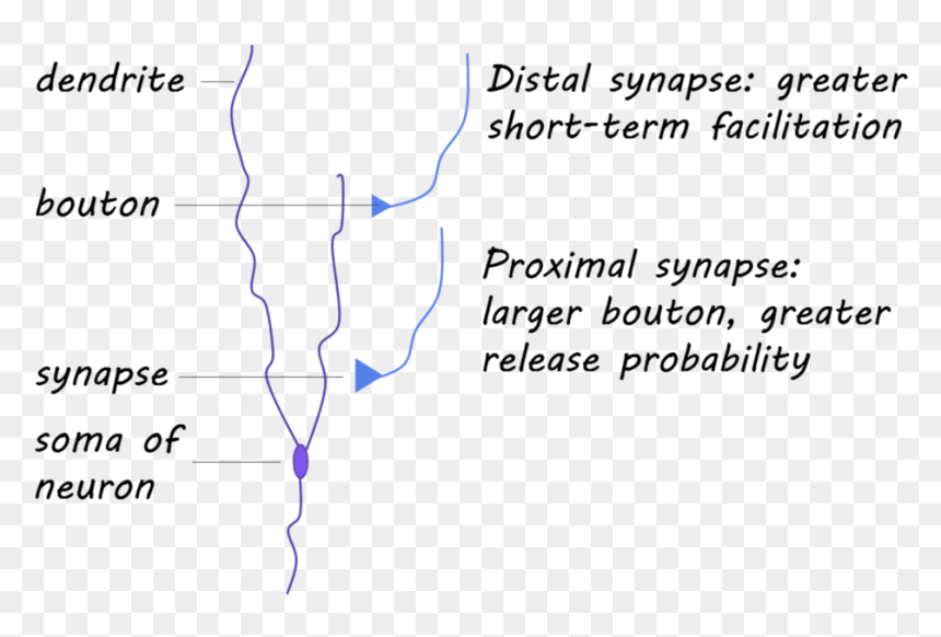 Transparent Neuron Png - Proximal And Distal Synapse, Png Download - neuron png