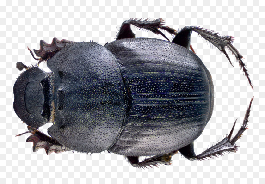 Dung Beetle Png File - Dung Beetles In Malaysia, Transparent Png - beetle png
